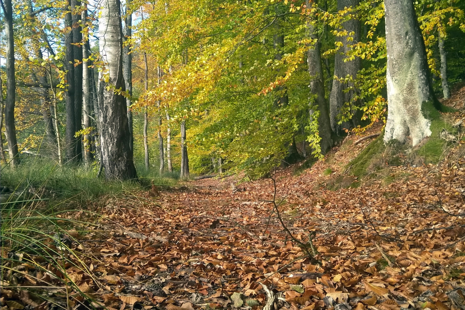 Liście przebarwiają się i opadają, co chroni drzewa przed wyschnięciem. Zdjęcie z Lasów Mirachowskich. fot. AG/Nadleśnictwo Kartuzy